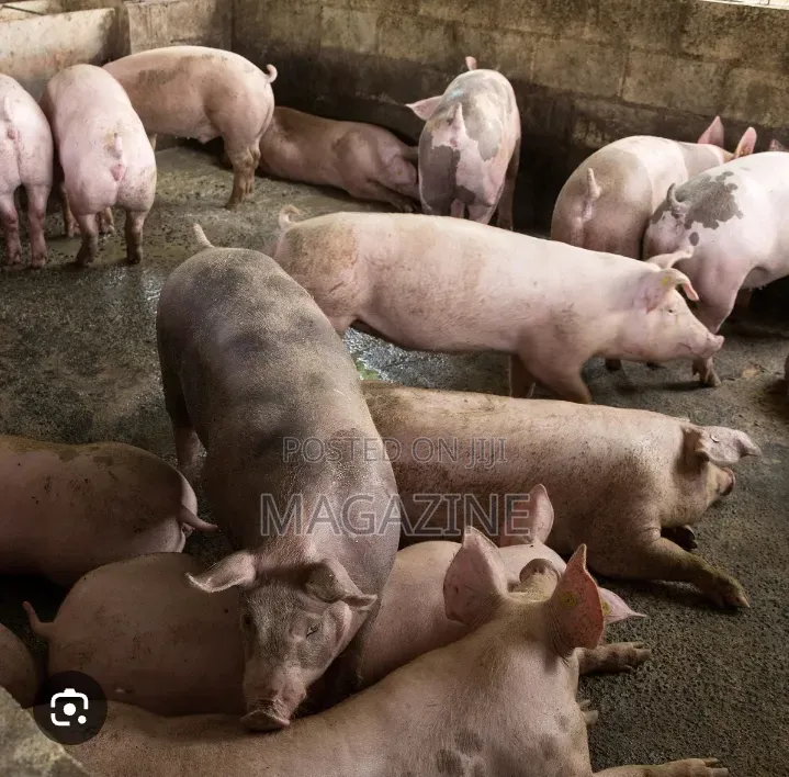 Live Pig for Sale