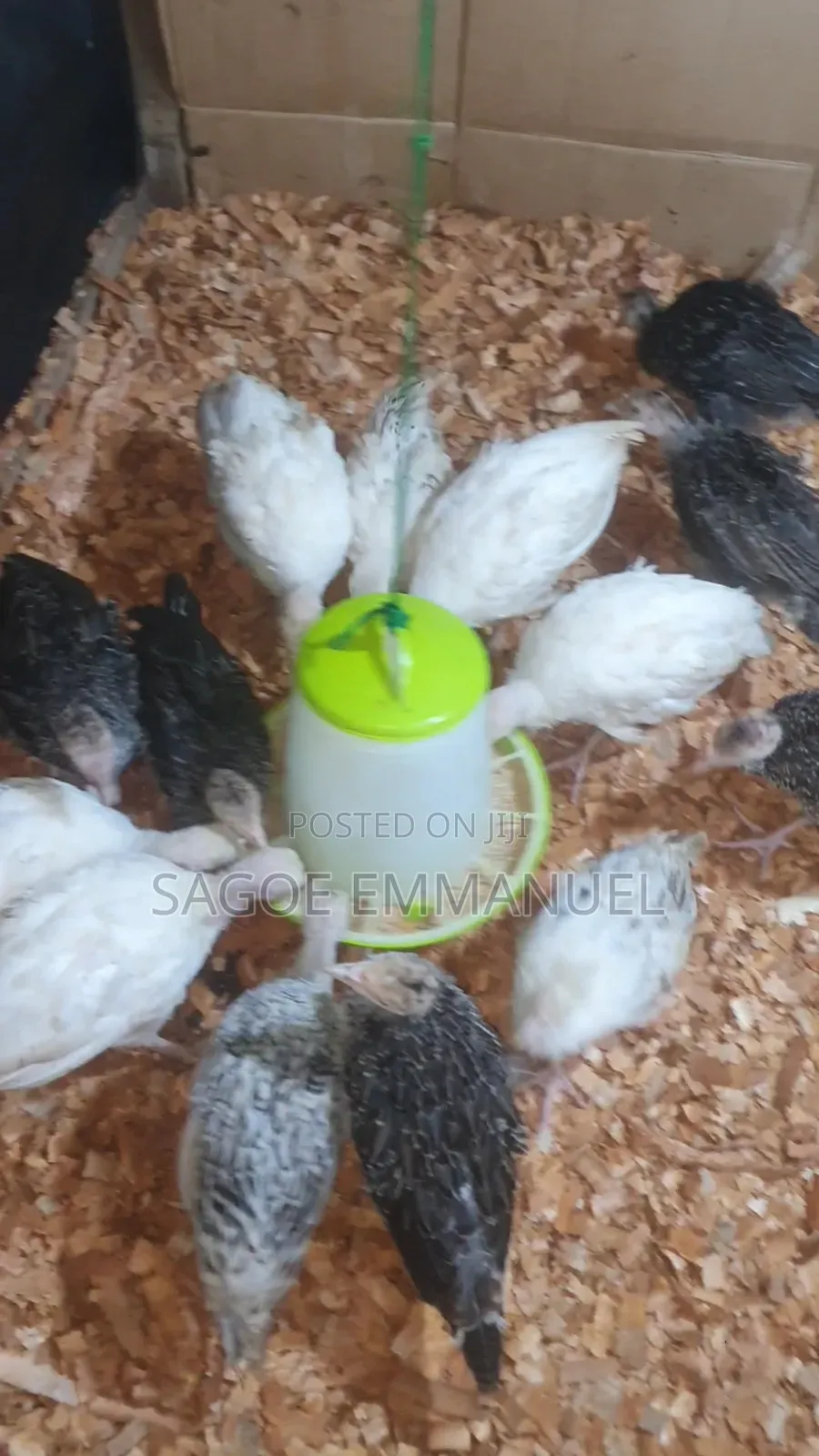 8 Weeks Old Turkeys for Sell