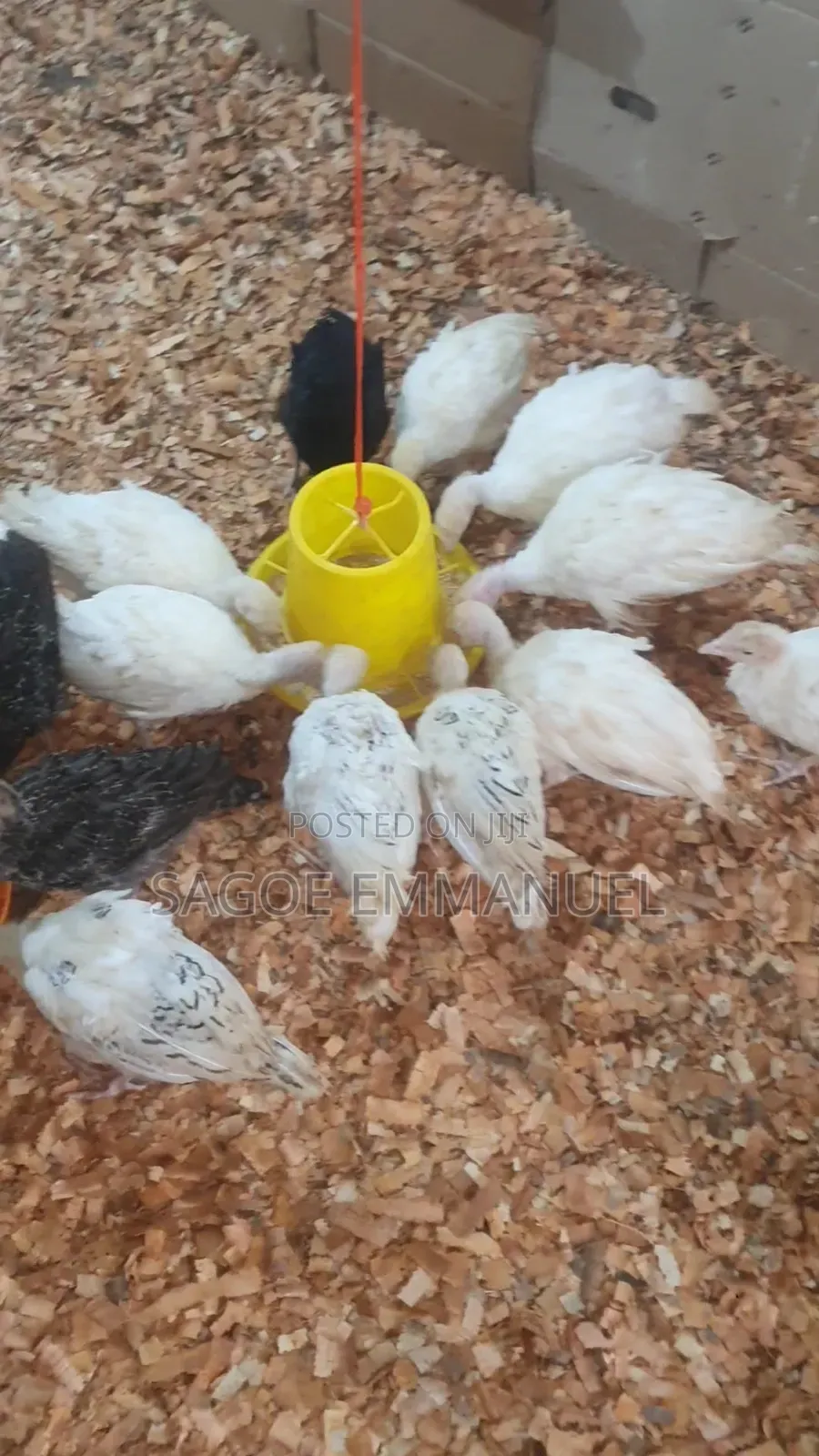8 Weeks Old Turkeys for Sell