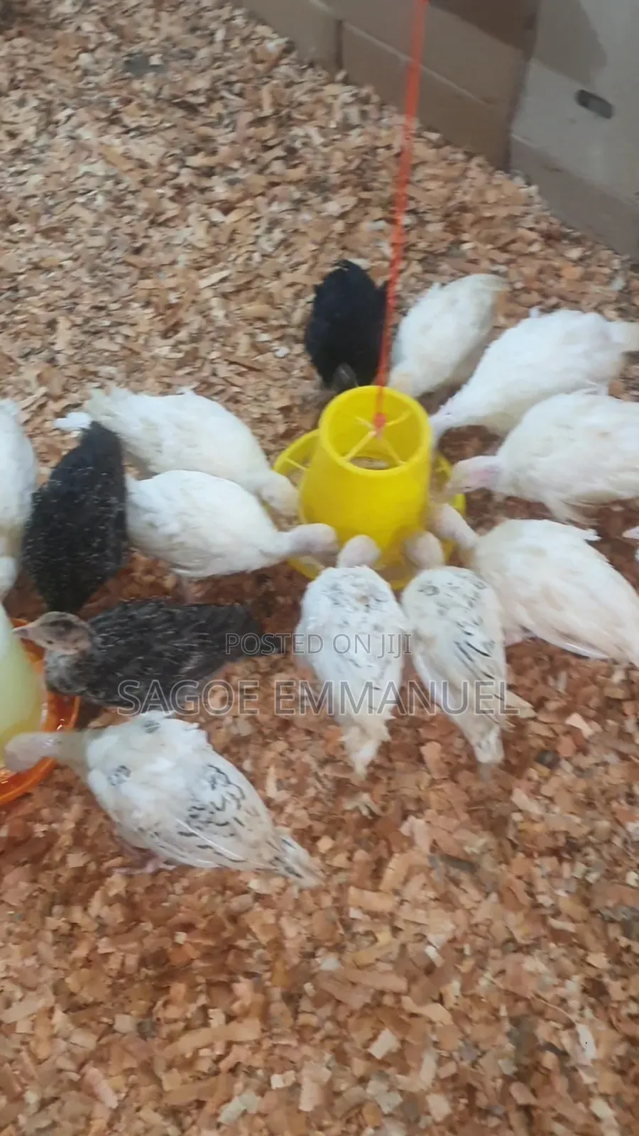 8 Weeks Old Turkeys for Sell