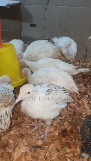 8 Weeks Old Turkeys for Sell
