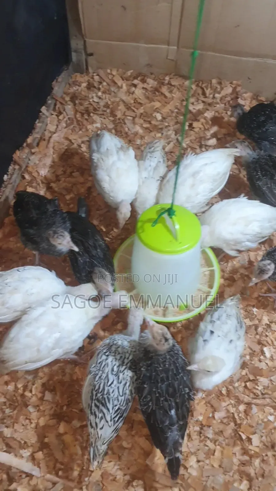 8 Weeks Old Turkeys for Sell