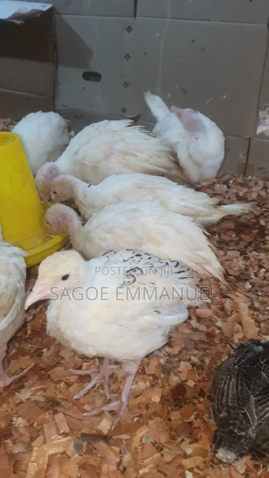 8 Weeks Old Turkeys for Sell