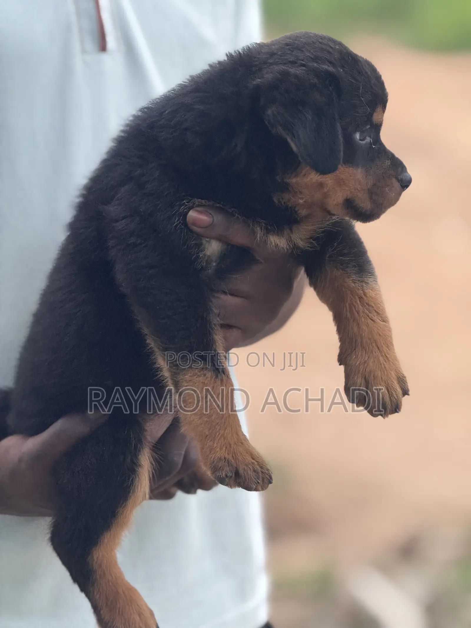 1-3 months Female Purebred Rottweiler