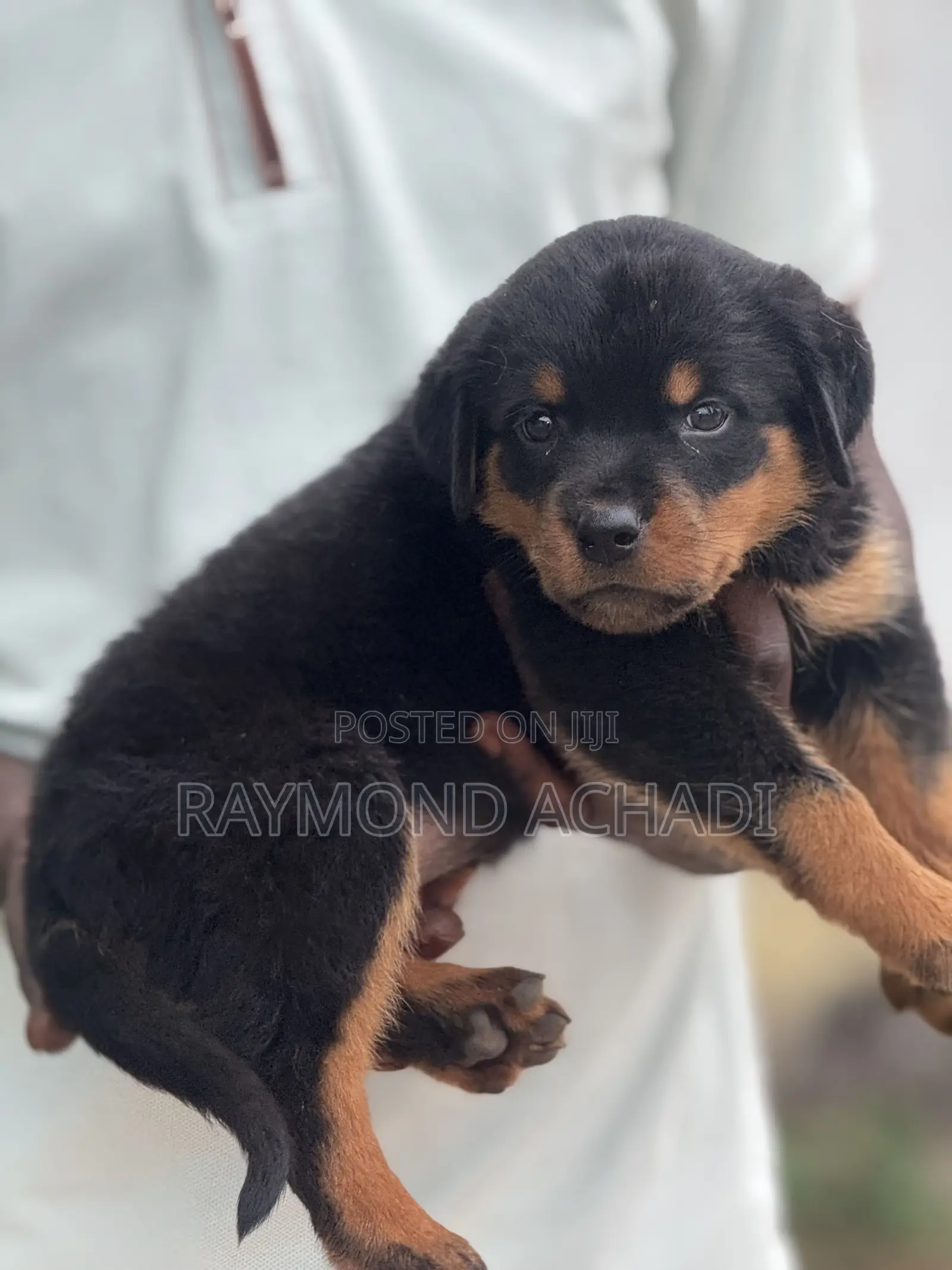 1-3 months Female Purebred Rottweiler