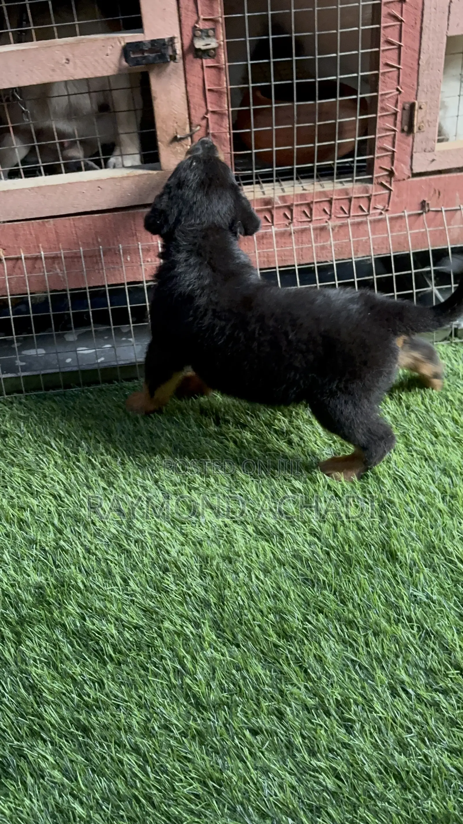 1-3 months Female Purebred Rottweiler