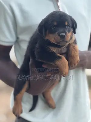 1-3 months Female Purebred Rottweiler