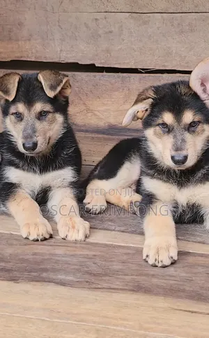 1-3 months Female Purebred German Shepherd