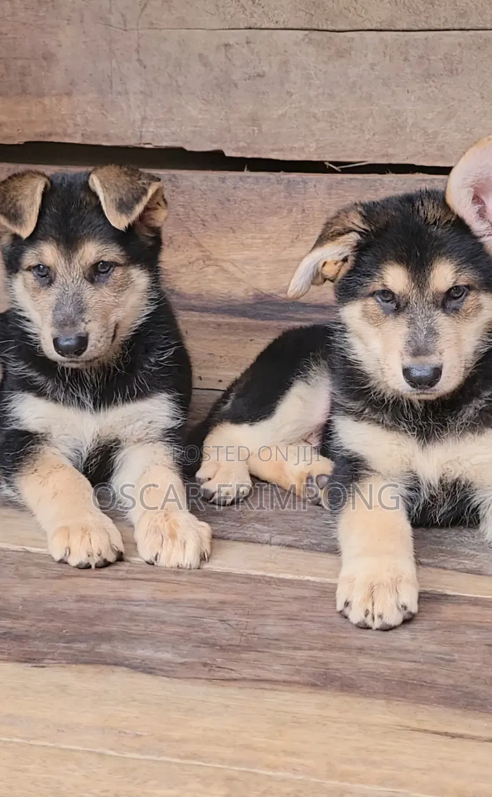 1-3 months Female Purebred German Shepherd
