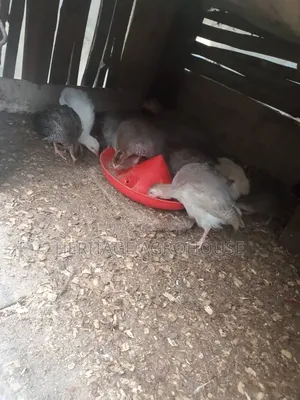 2 Months Old Pure White and Black and White Guinea Fowl
