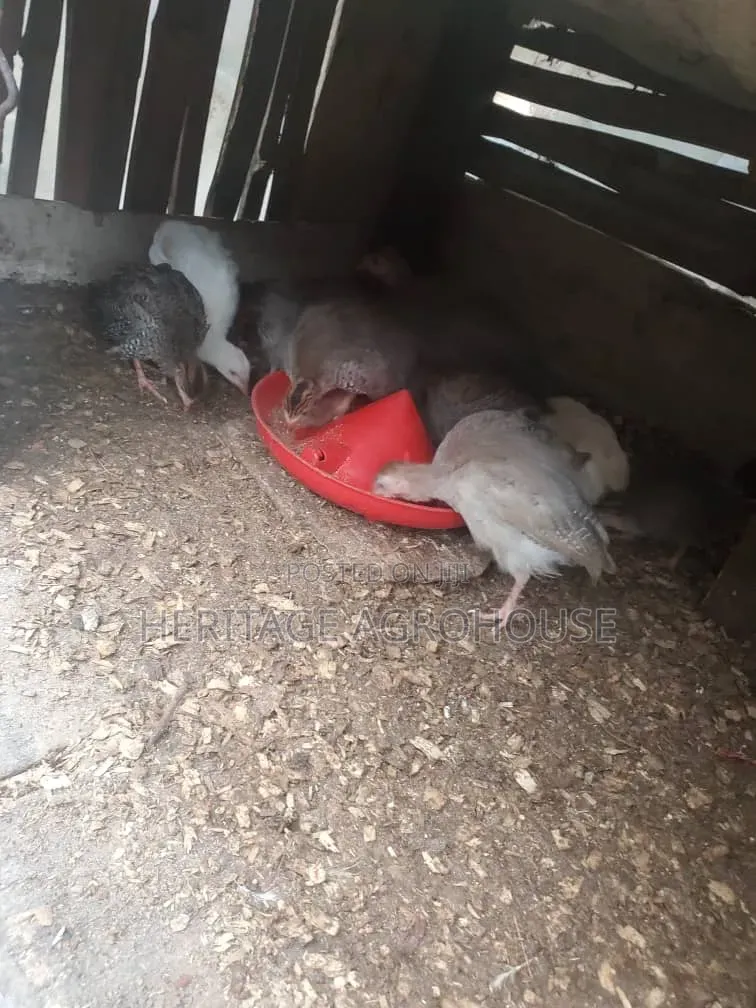 2 Months Old Pure White and Black and White Guinea Fowl