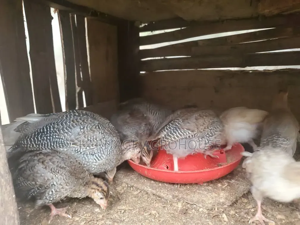 2 Months Old Pure White and Black and White Guinea Fowl