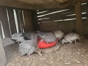 2 Months Old Pure White and Black and White Guinea Fowl