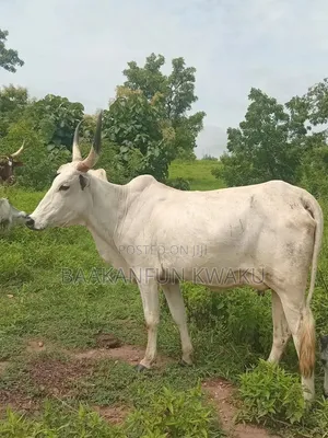 Female Cow Is for Sale
