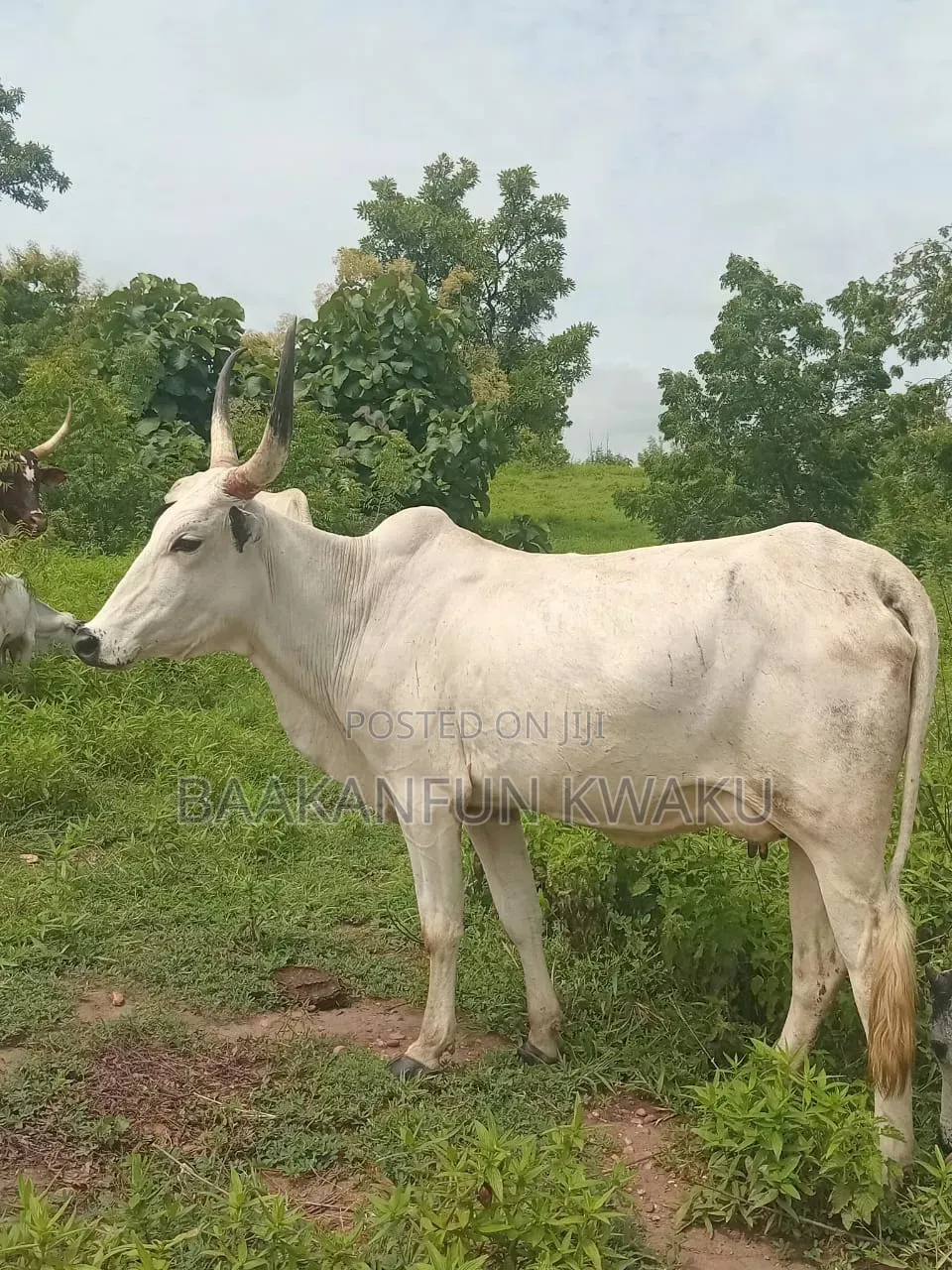 Female Cow Is for Sale