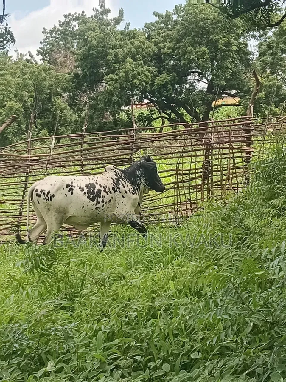 Male Cow Is for Sale