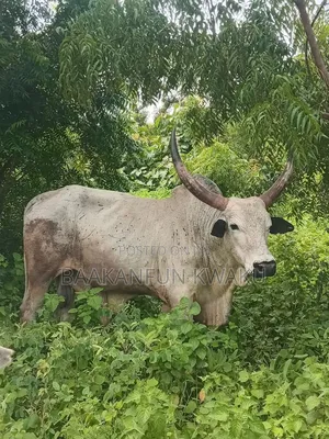 Male Cow Is for Sale