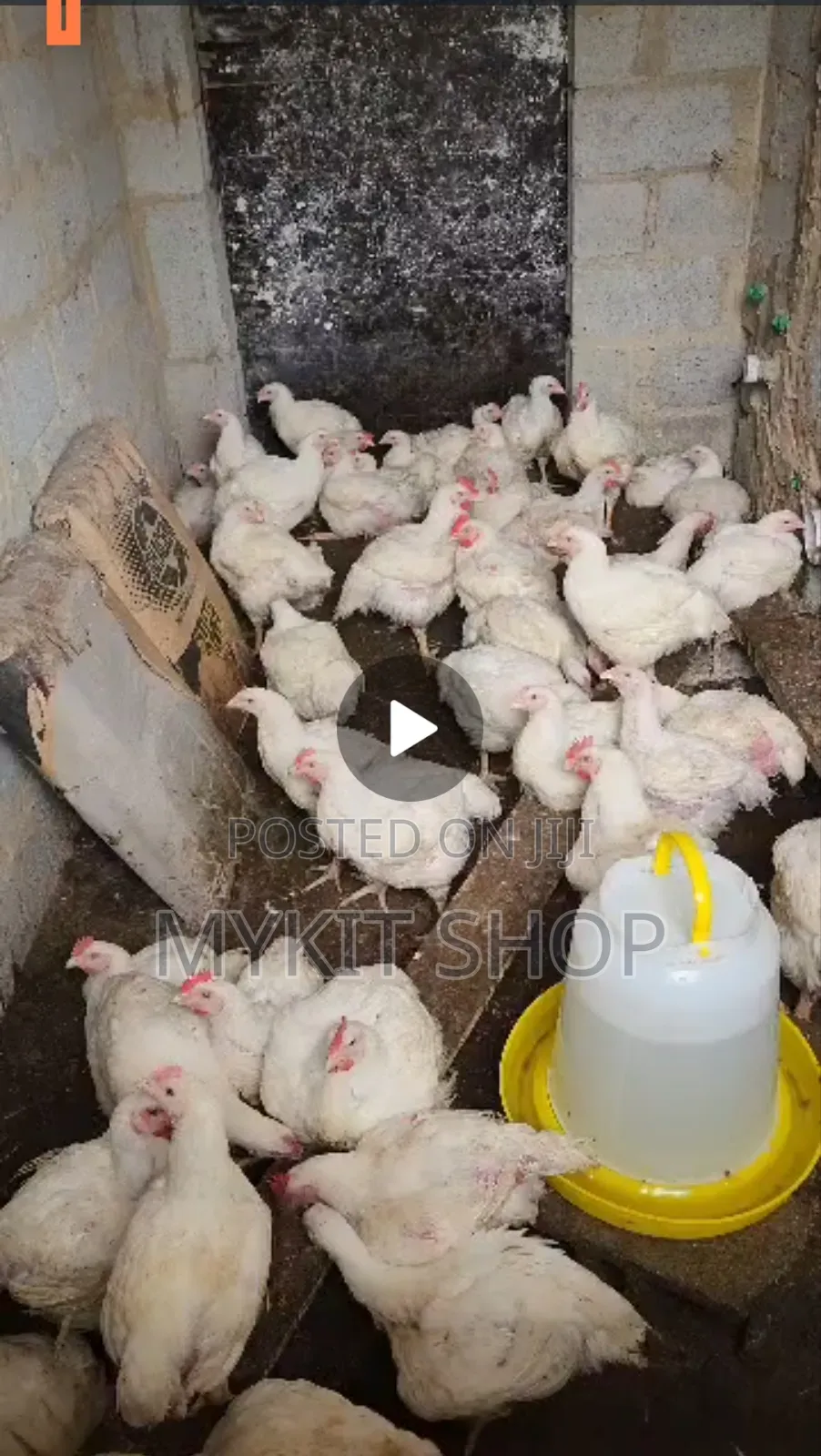 Broilers 10weeks Old 3.2kg