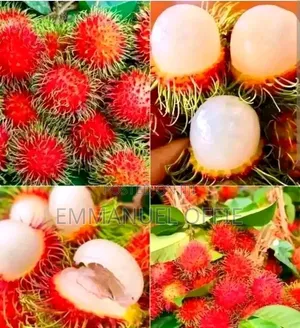 Rambotan Seedlings Available