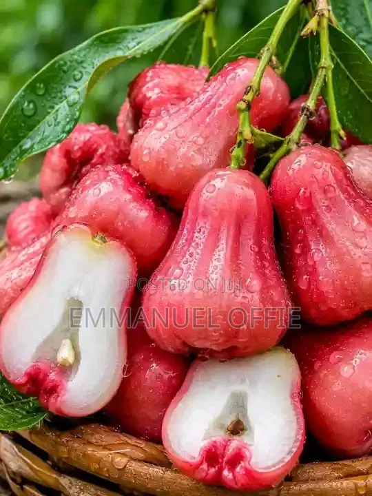 Malay Apple Seedlings Available