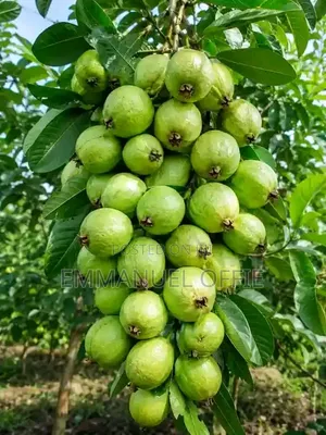 Guava Seedlings Available