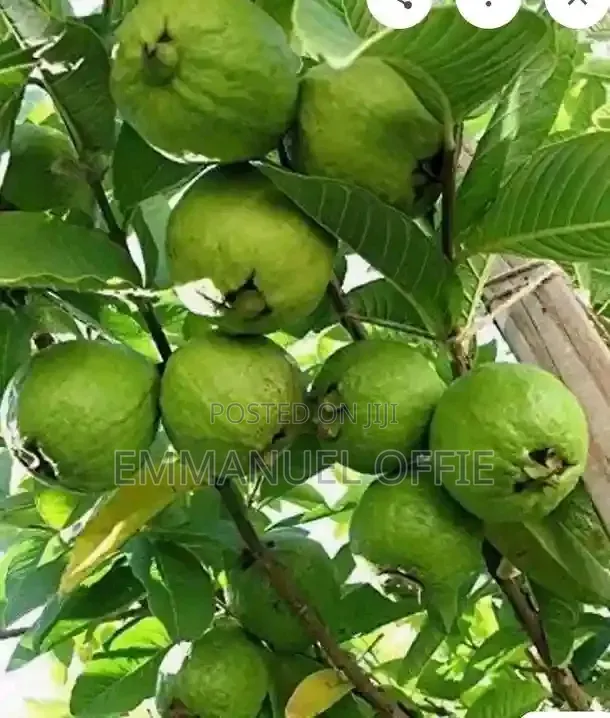 Guava Seedlings Available
