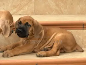 1-3 months Male Purebred Boerboel