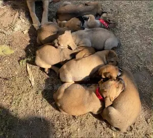 1-3 months Male Purebred Boerboel