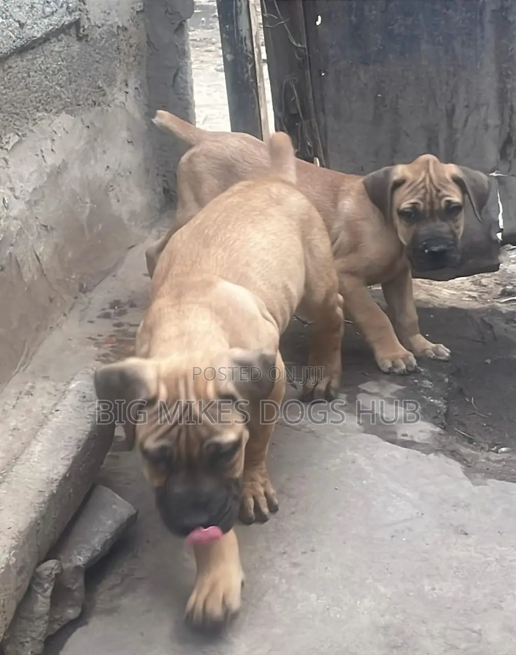 1-3 months Female Purebred Boerboel