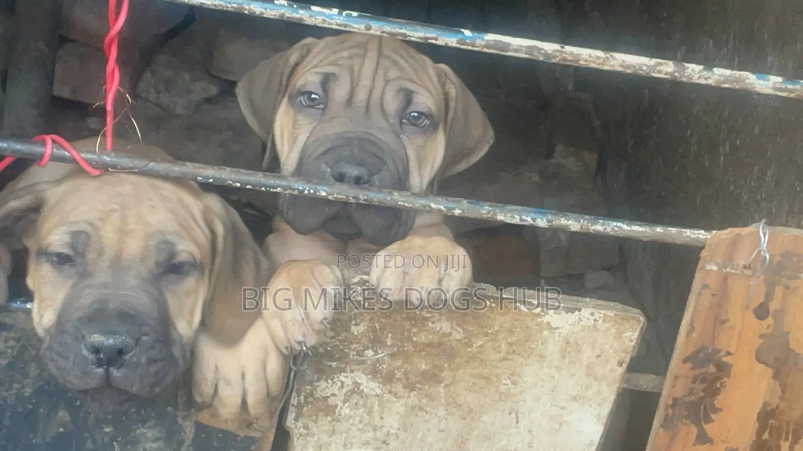 1-3 months Female Purebred Boerboel