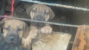 1-3 months Female Purebred Boerboel