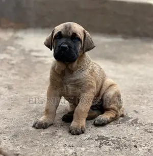 1-3 months Male Purebred Boerboel