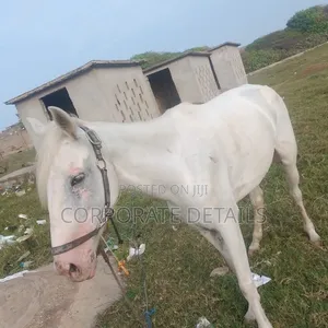 Horse (White)