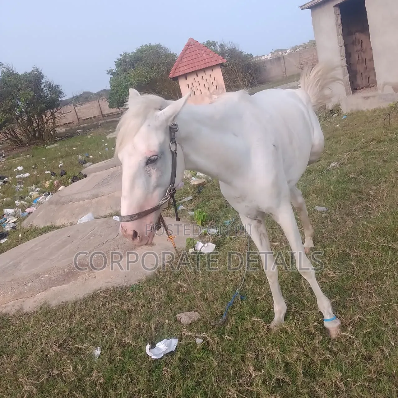 Horse (White)