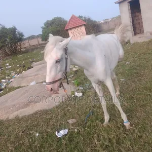 Horse (White)