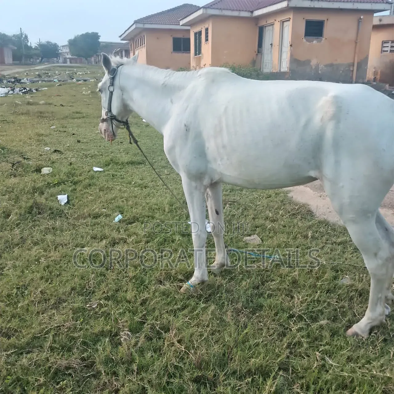 Horses (White)