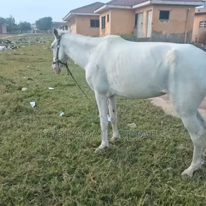 Horses (White)