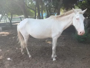 Horses (White)