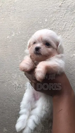 1-3 months Male Mixed Breed Maltipoo