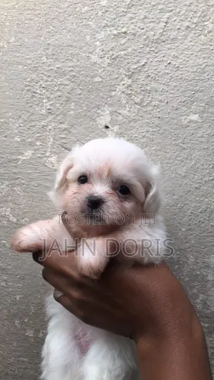1-3 months Male Mixed Breed Maltipoo