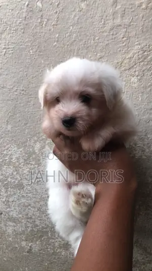 1-3 months Male Mixed Breed Maltipoo