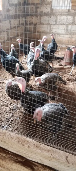 Eridics Farms