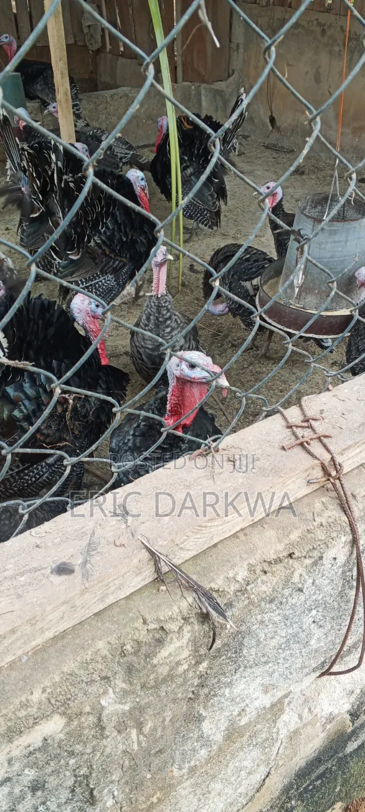Eridics Farms