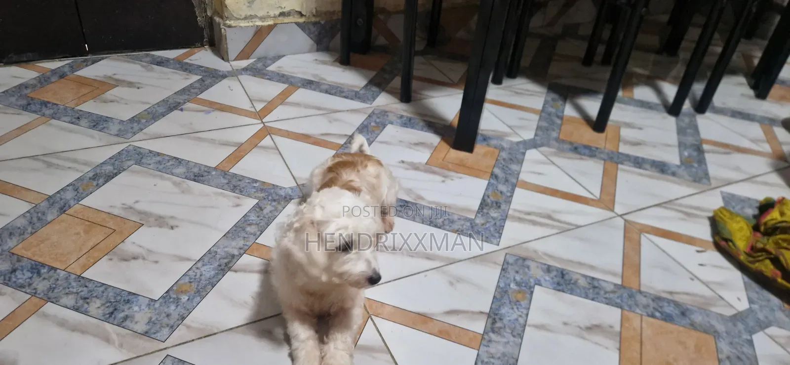 6-12 months Female Mixed Breed Maltese