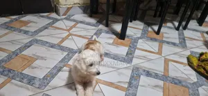 6-12 months Female Mixed Breed Maltese