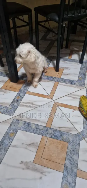 6-12 months Female Mixed Breed Maltese