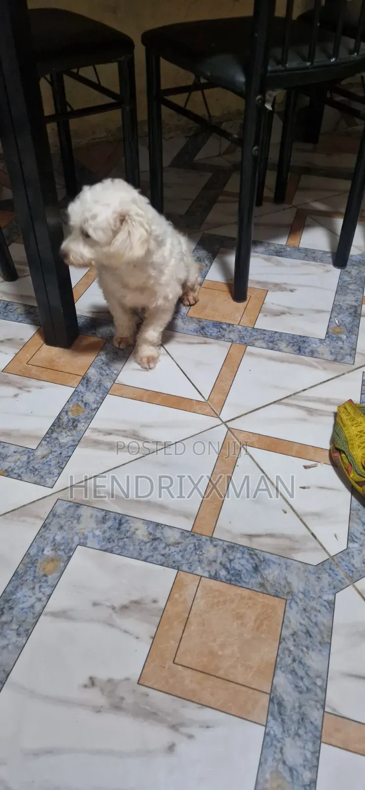 6-12 months Female Mixed Breed Maltese