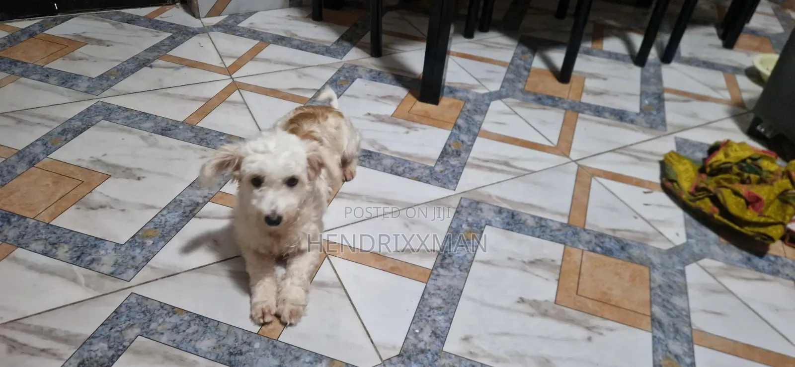 6-12 months Female Mixed Breed Maltese