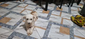 6-12 months Female Mixed Breed Maltese