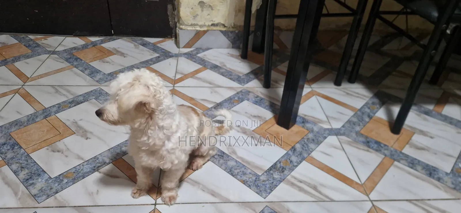 6-12 months Female Mixed Breed Maltese